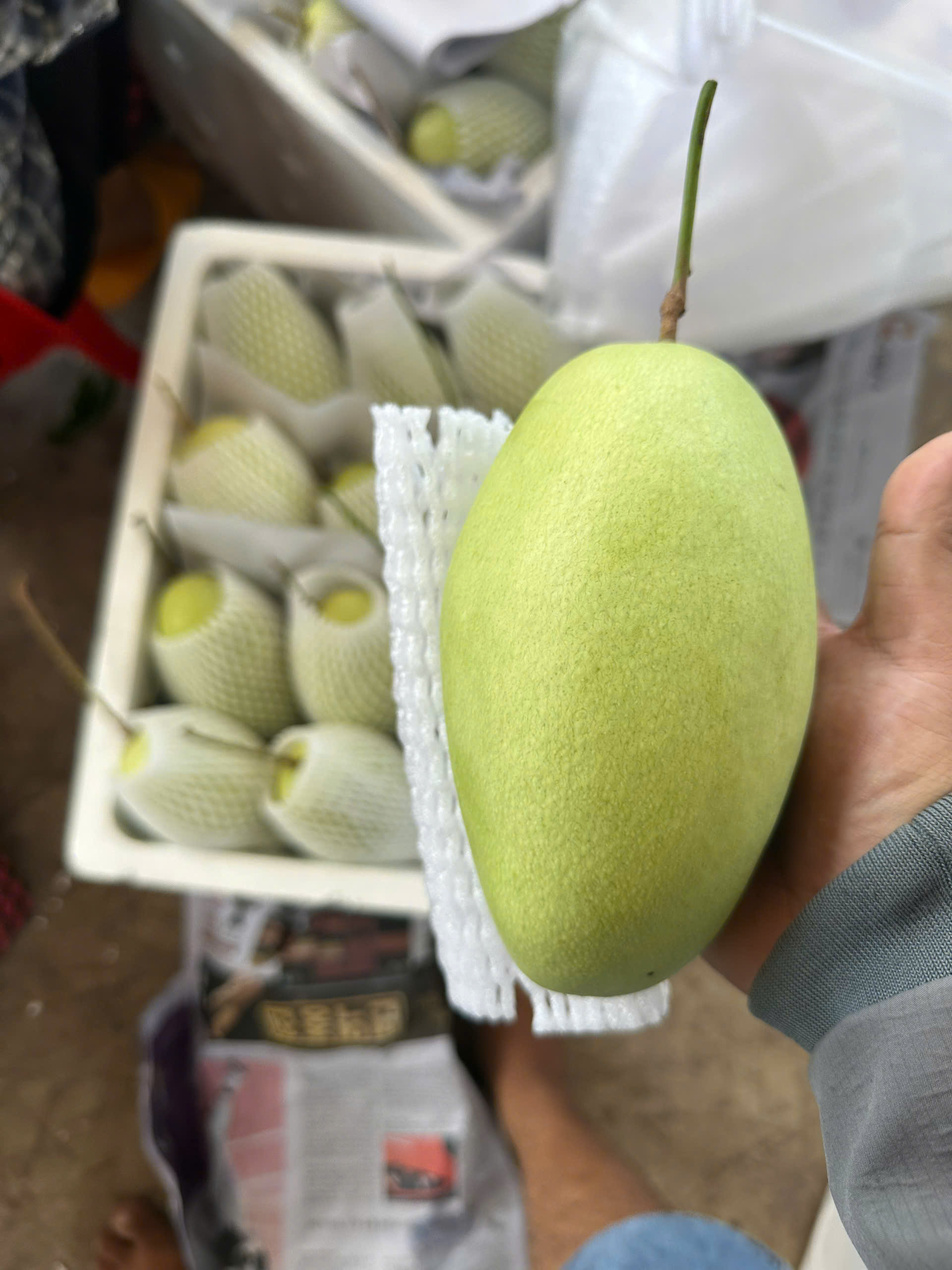 Xoài Tứ Quý cầm tay