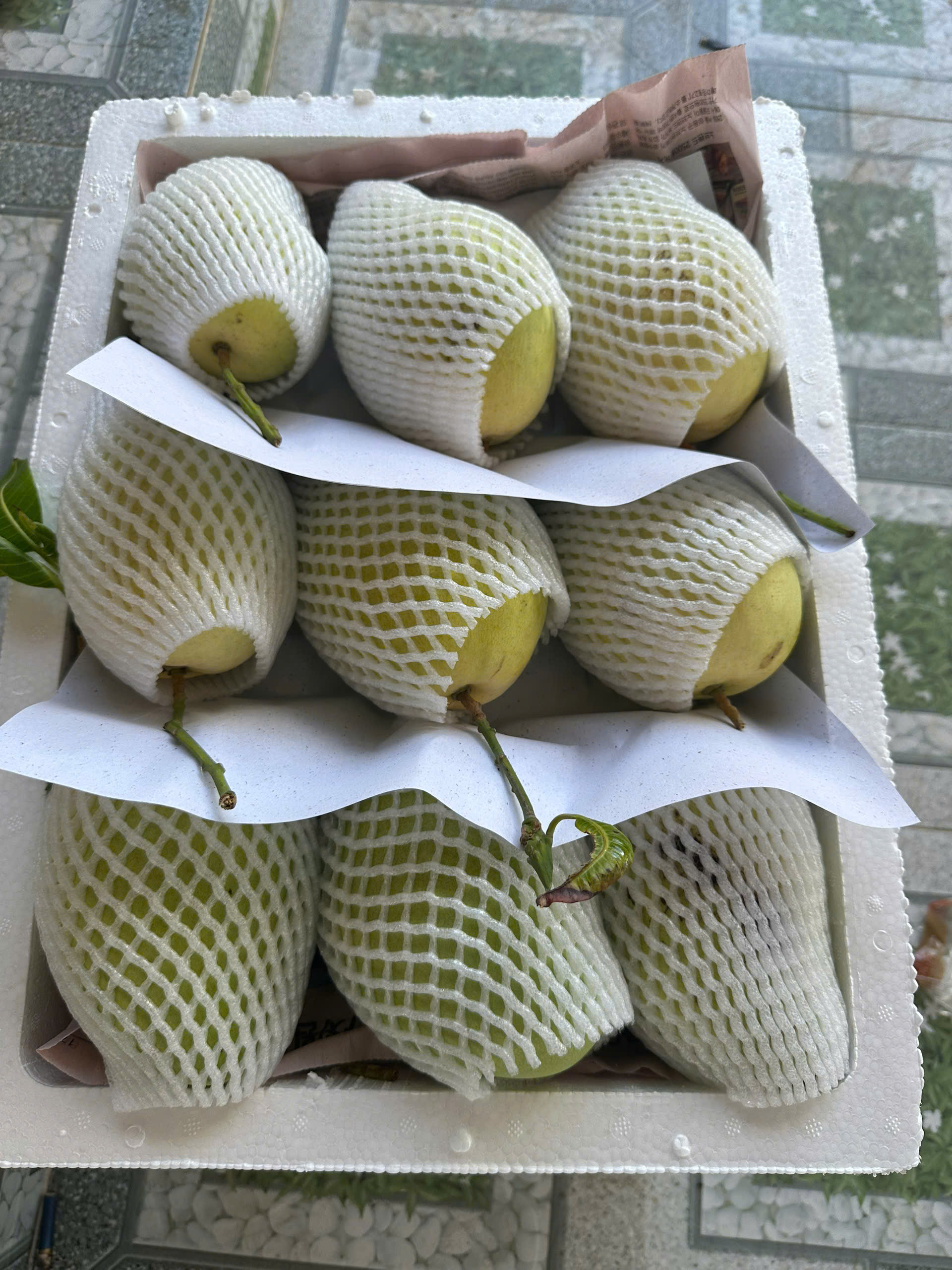 Xoài Tứ Quý đóng lưới